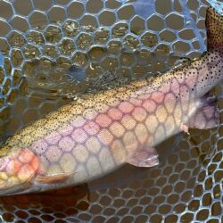 バンバン当たるわけではない ～岡崎トラウトポンド～